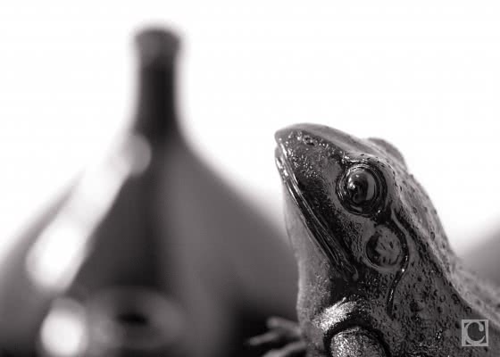 charlotte-cazal-shut-your-eyes-and-see-8139