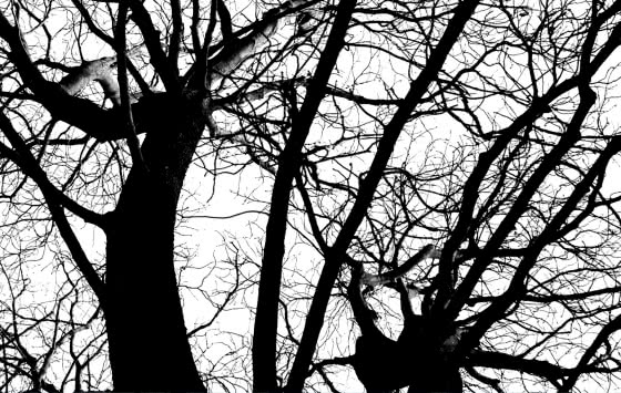 Carte de visite 2 verso