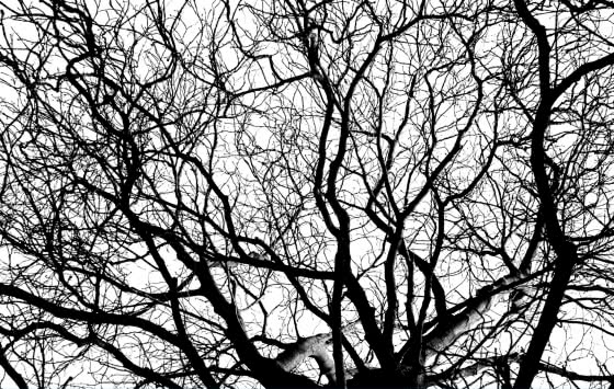 Carte de visite 3 verso